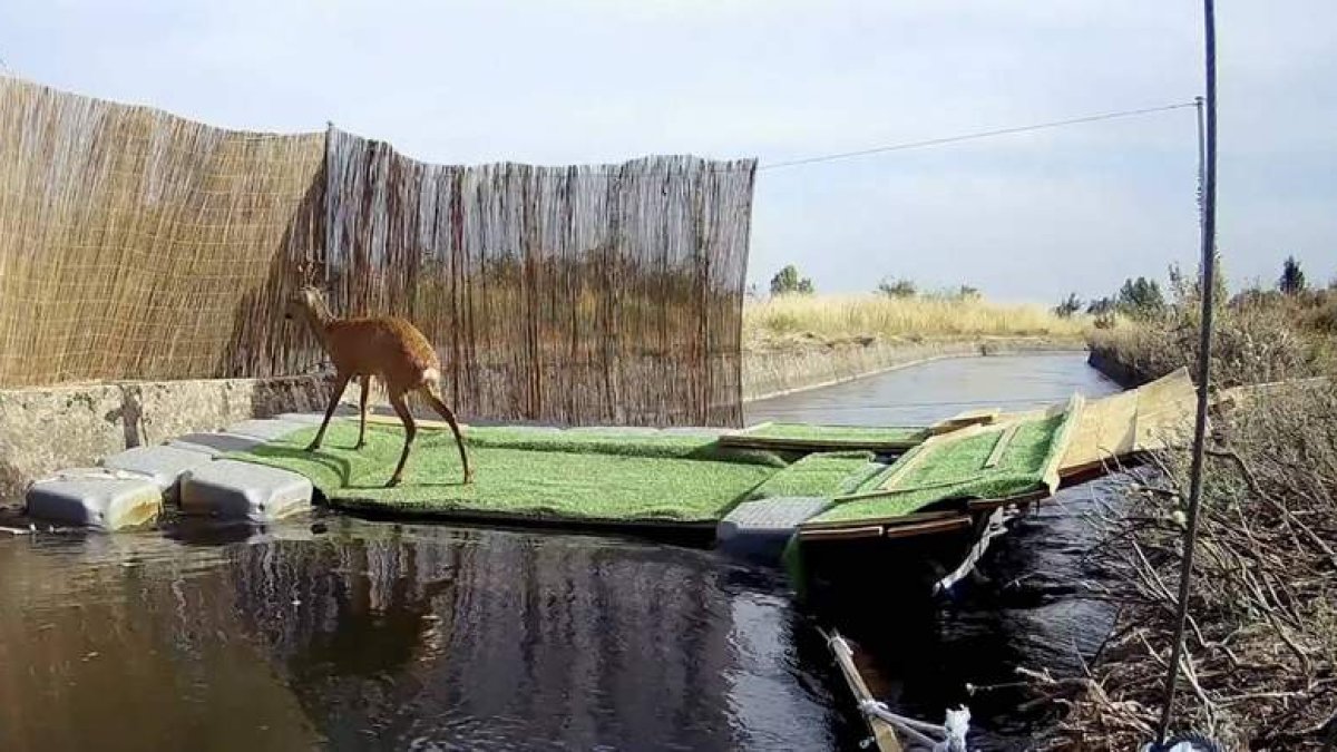 Un ciervo busca la salida tras lograr llegar a una de las rampas piloto instaladas por CHD en Arriola.  DL