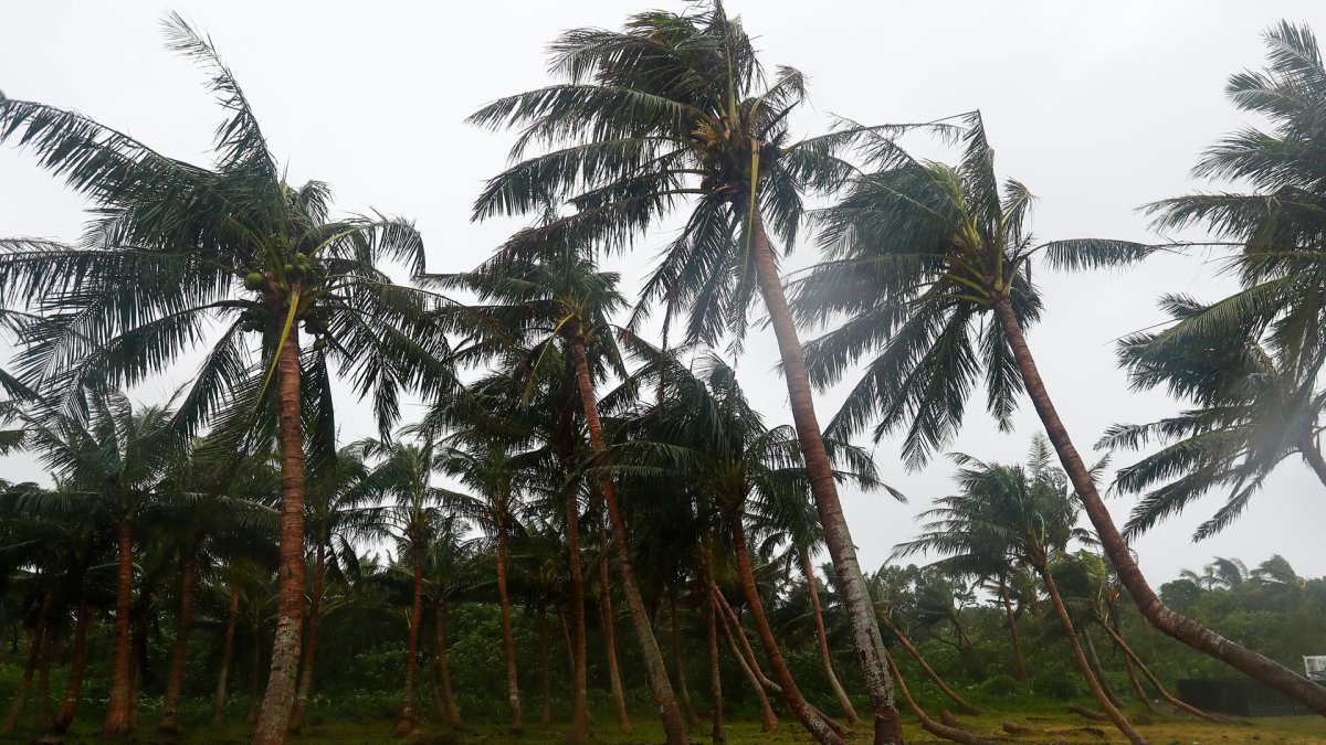 Los árboles están parcialmente caídos debido a los poderosos vientos, mientras el tifón Kong-Rey se dirige rápidamente hacia Taiwán. EFE/EPA/Daniel Ceng