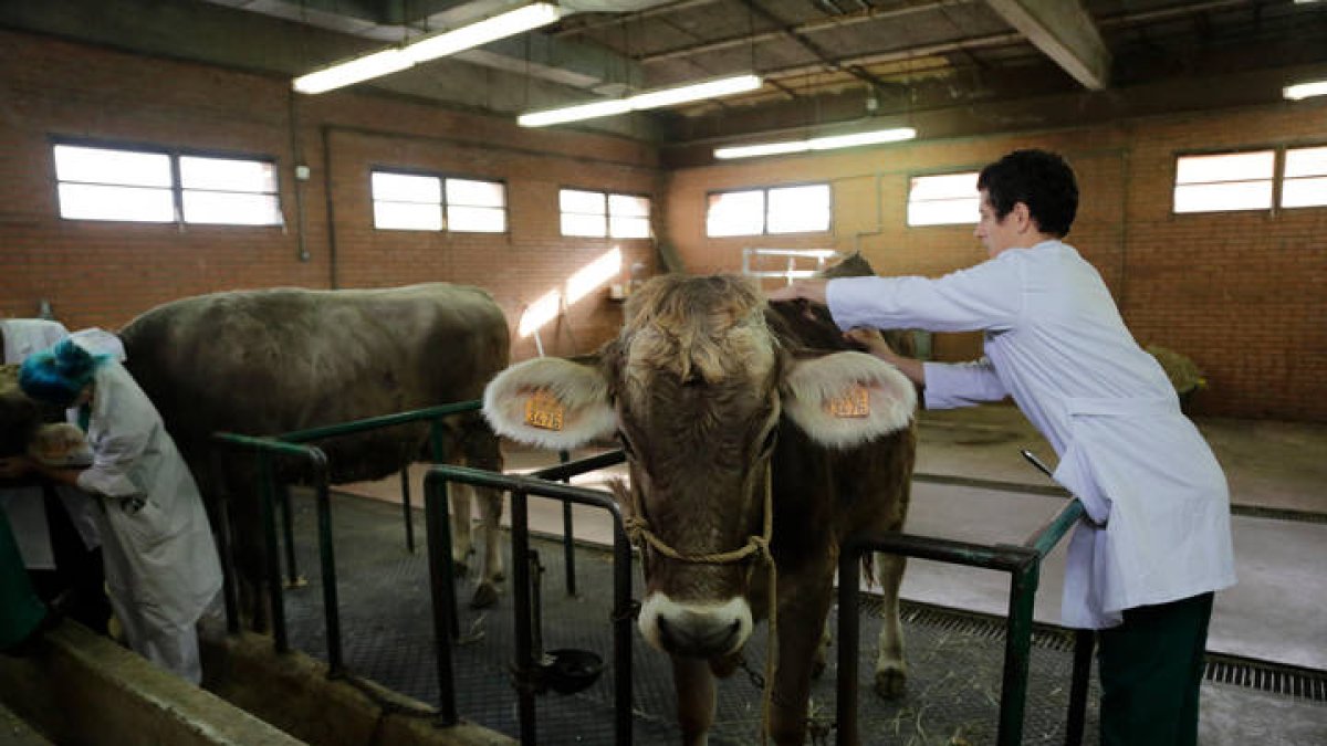Un alumno de la facultad de Veterinaria en León