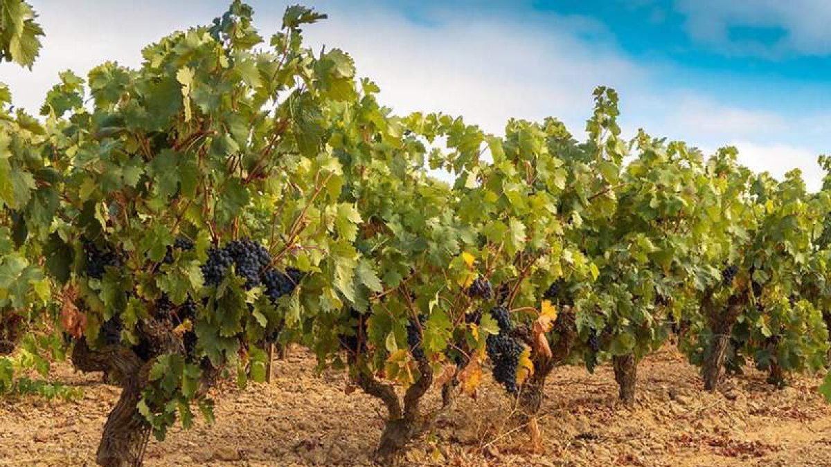 Cepas de la variedad Prieto Picudo que llenan las botellas bajo la Denominación de Origen León. BLANCO FERNÁNDEZ