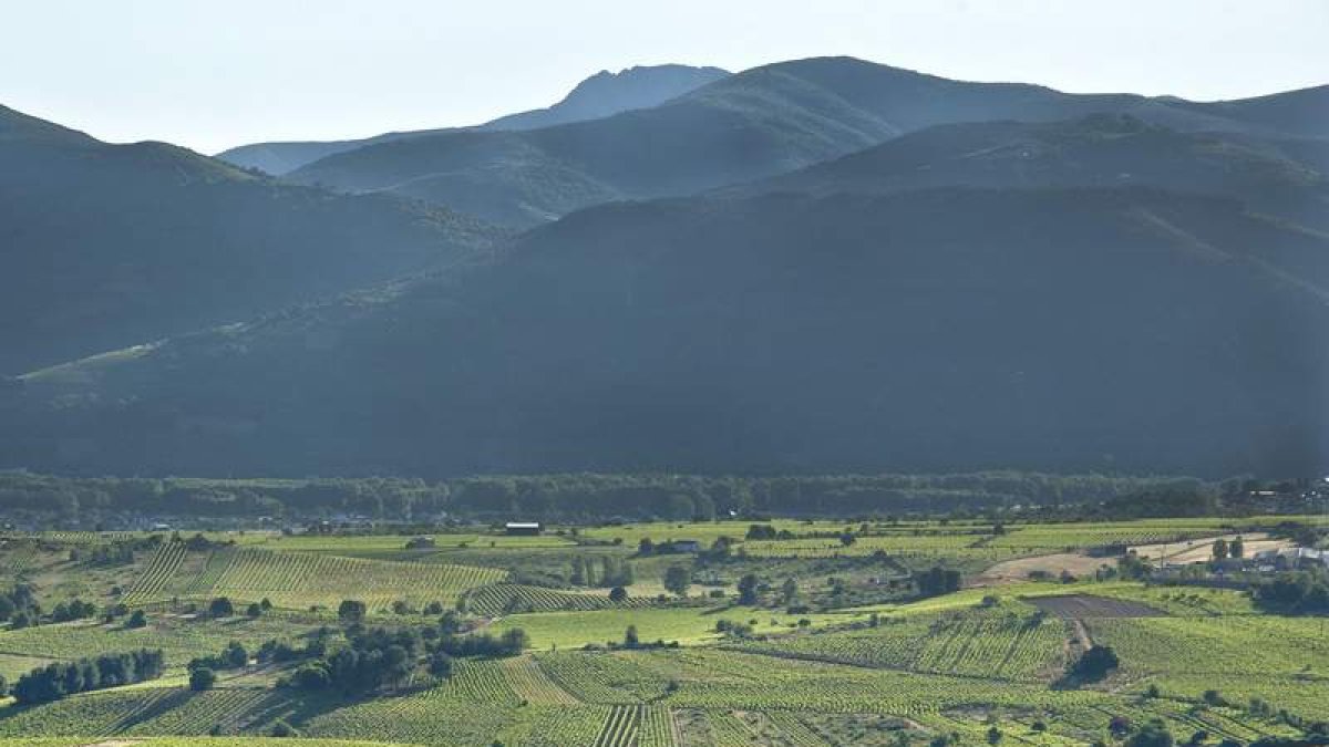 Paisaje vinícola en la comarca del Bierzo. CRDO