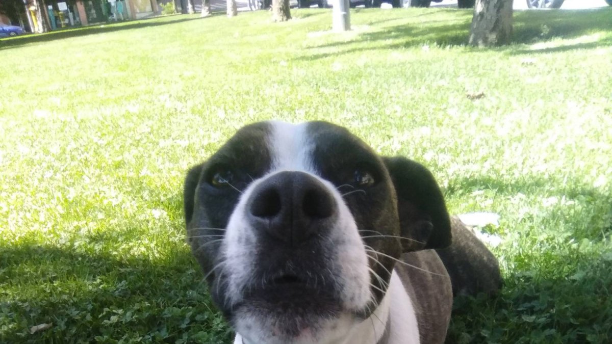 Paca, la mascota de Salvador Armesto en una zona verde de León.