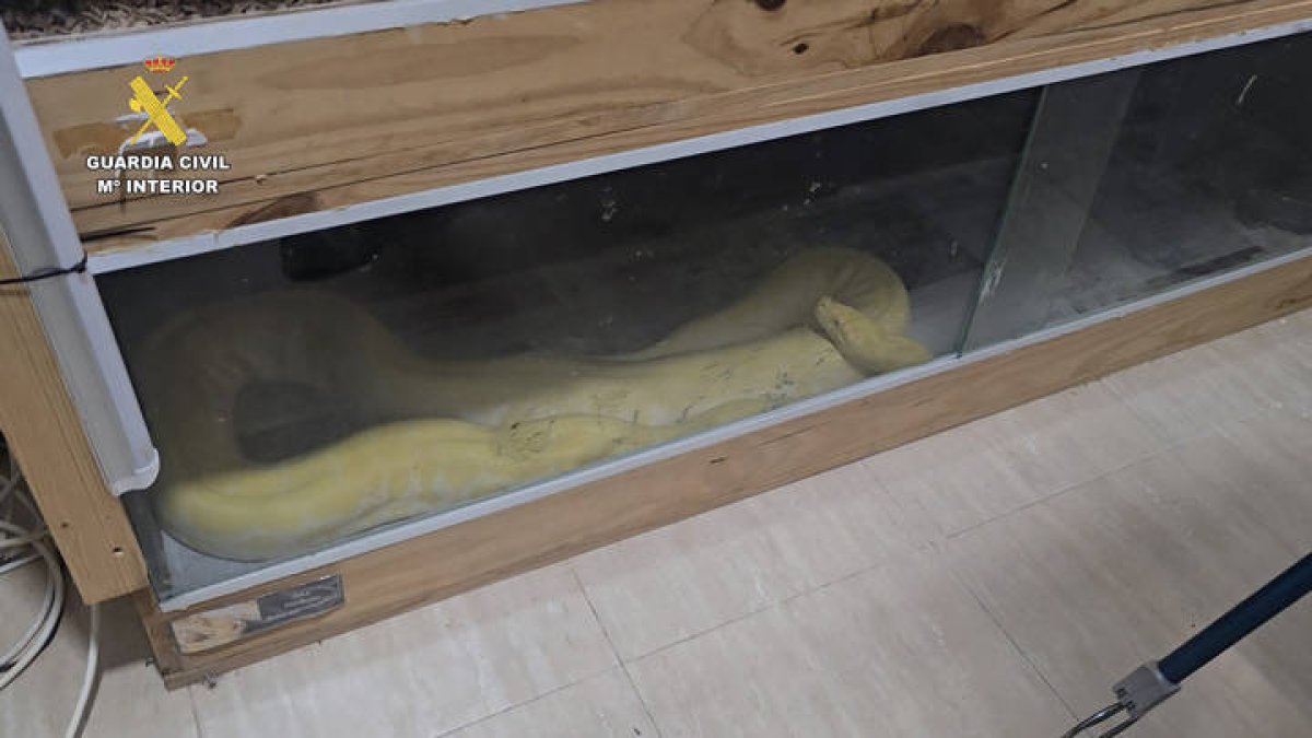 La Guardia Civil interviene varios animales exóticos protegidos que vivían en pésimas condiciones en un piso de Roquetas de Mar Almería.