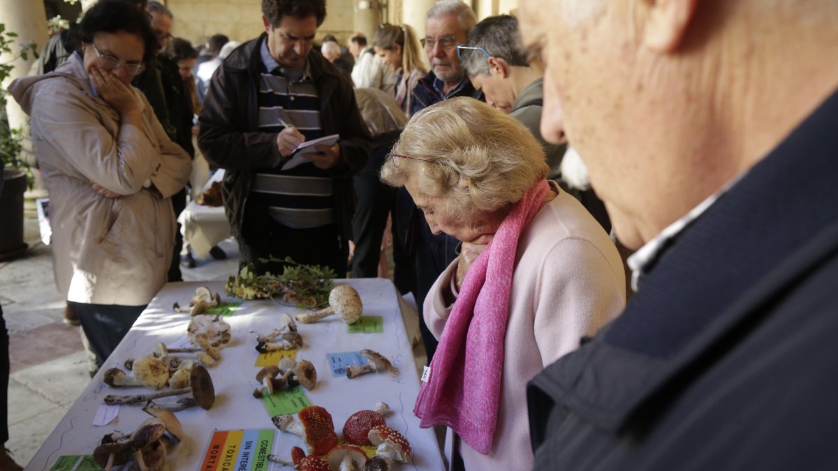 Exposición de setas de la Sociedad Micológica San Jorge.