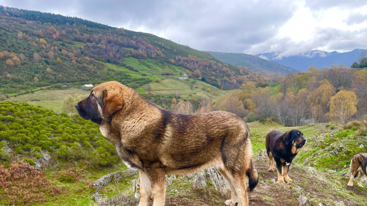 Un mastín vigila el ganado desde lo alto de la braña en Caboalles de Abajo.