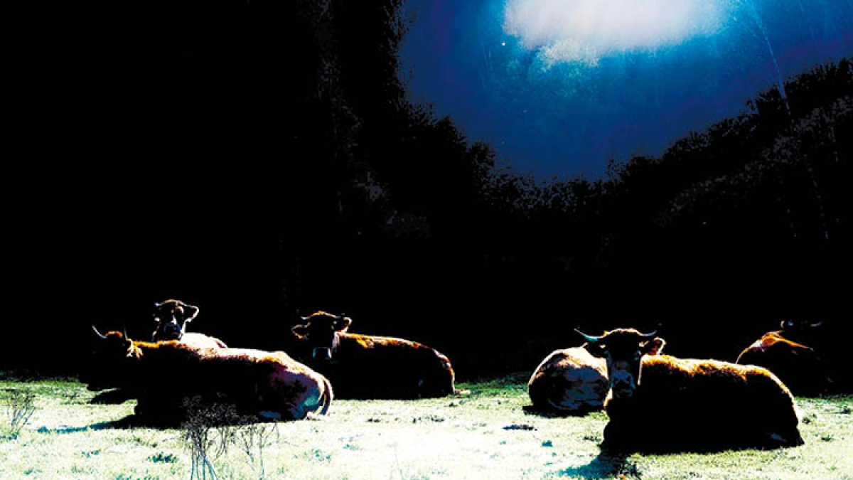 Vacas