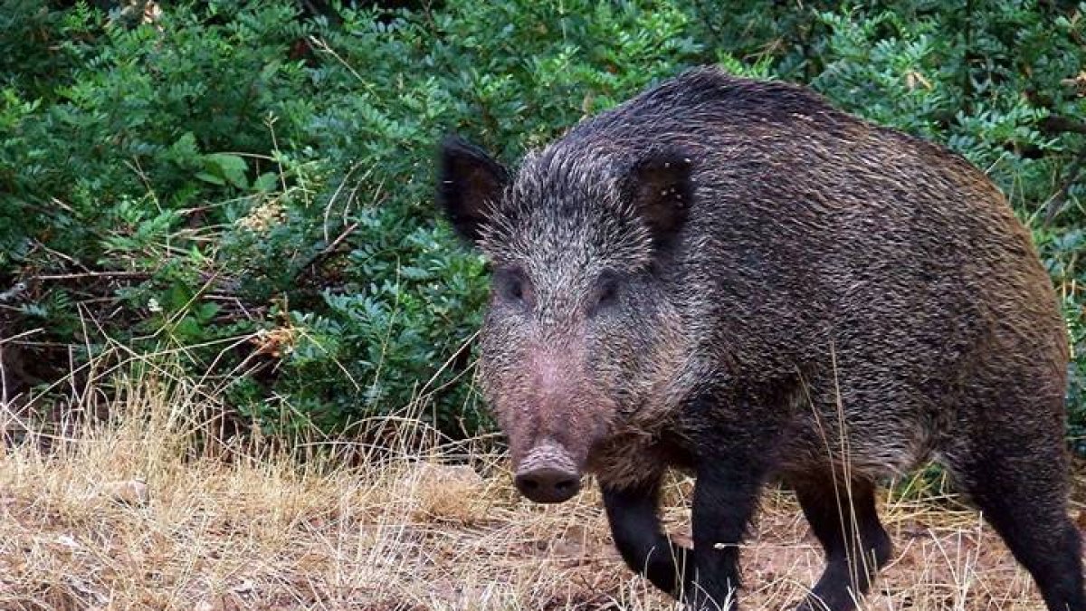 Un ejemplar de jabalí.