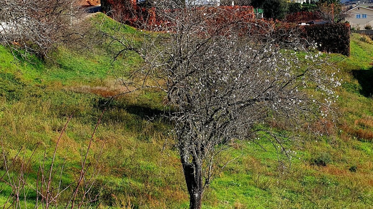 Almendro el flor fotografiado este viernes 22 de noviembre a eso de las dos de la tarde. M.F.