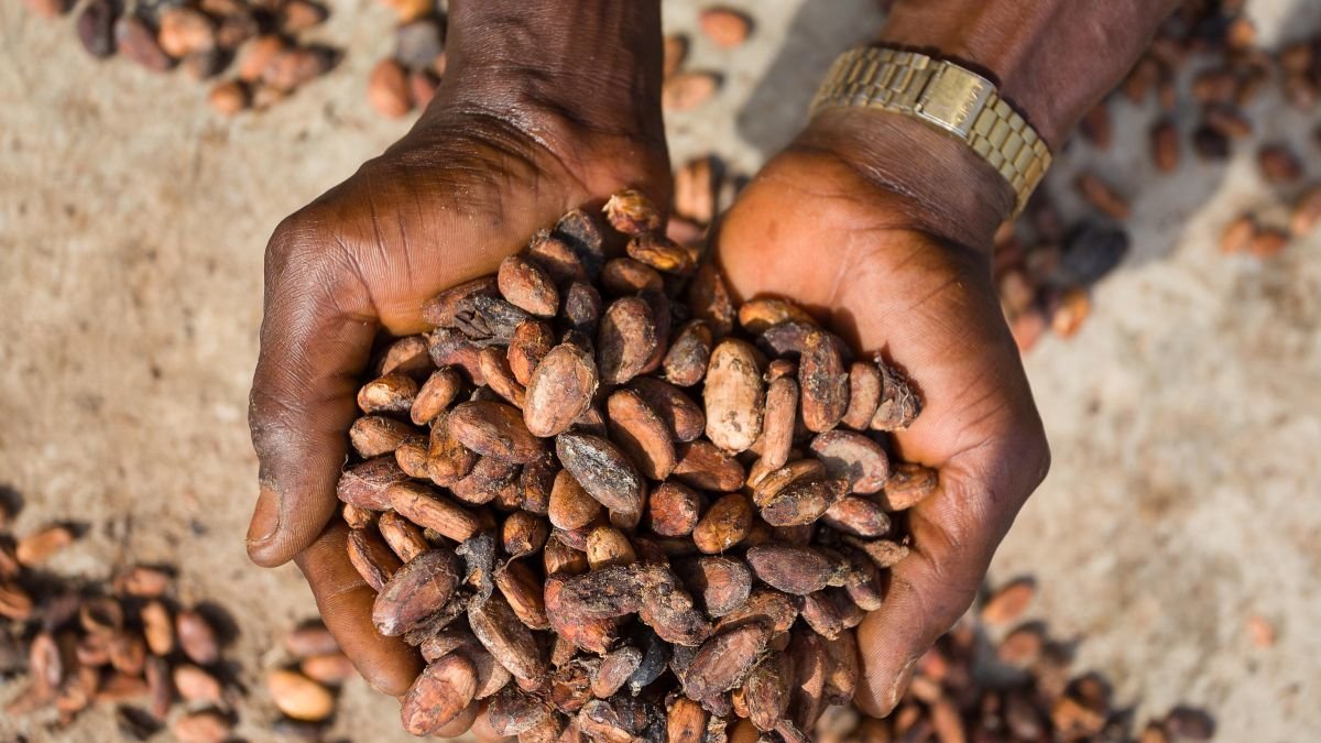 El fruto del cacao en uno de los países de origen, Nigeria. emmamuel adegboye