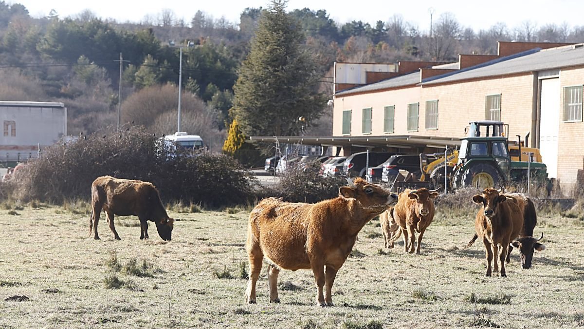 Vacas en una explotación de León. marciano pérez