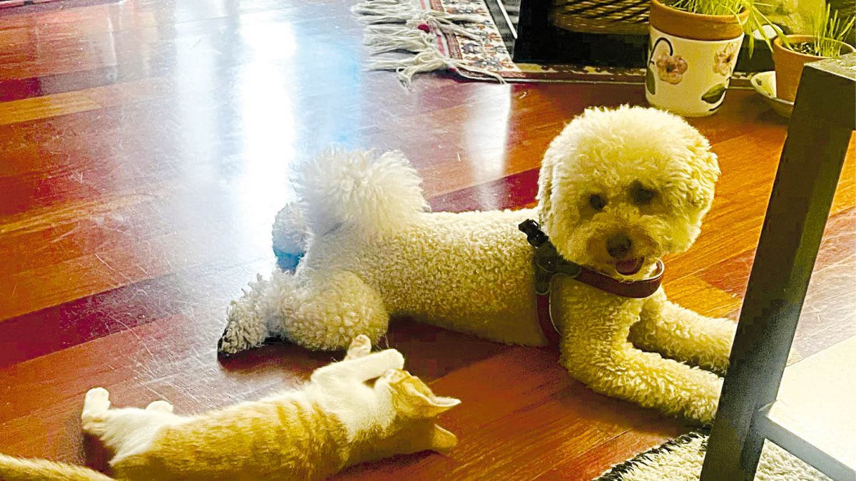 Casi el 60% de las mascotas se quedan solas en su casa de manera regular