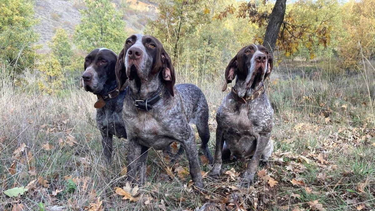 La temporada de caza menor está resultando más positiva de lo esperado antes de su inicio. DL