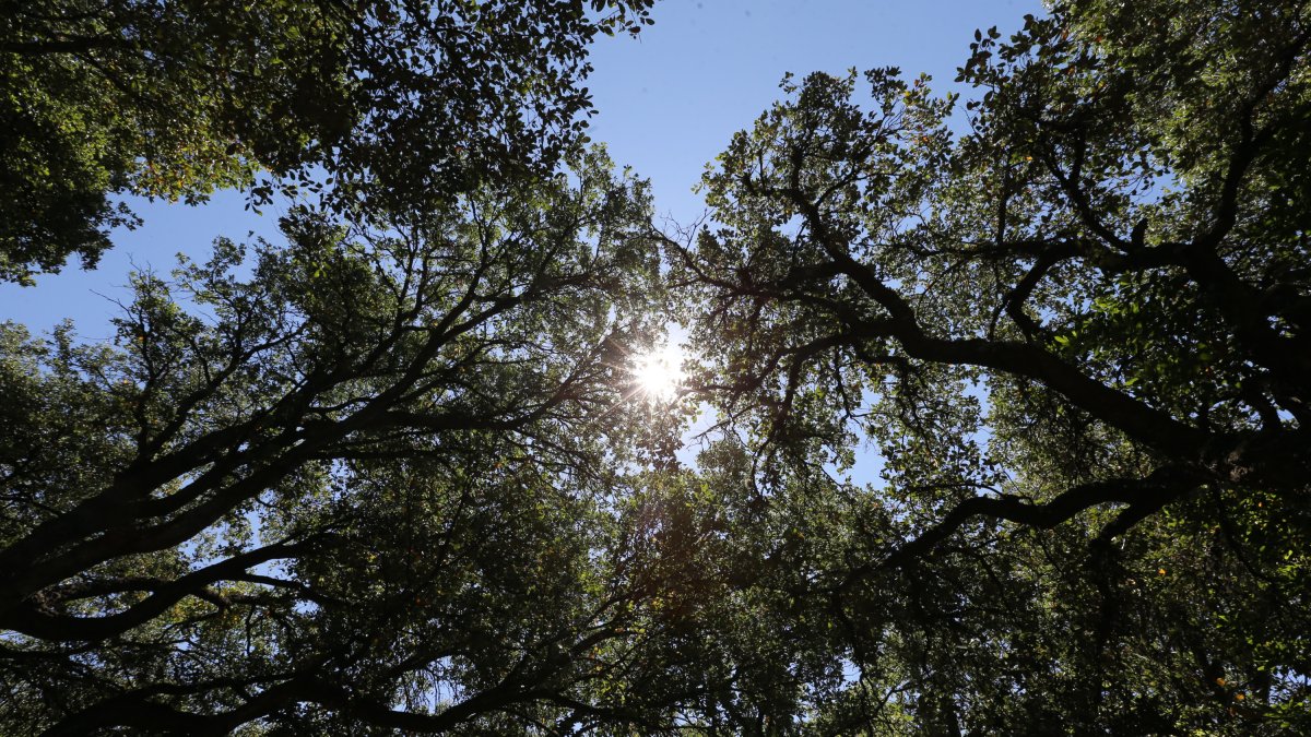 Alcornocales de Cobrana.