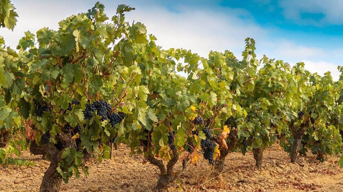 Viñedos vincuados a la DO León. dl