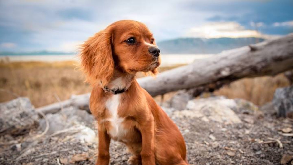 Un perro no es un juguete
