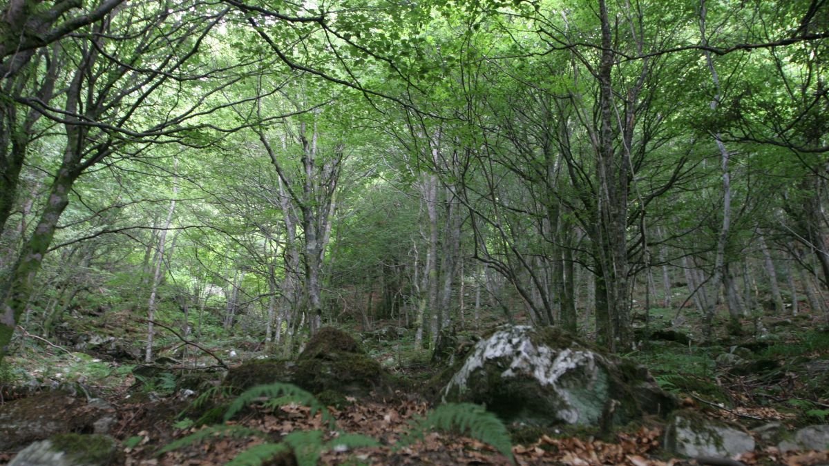 Imagen de archivo del Hayedo de Busmayor.