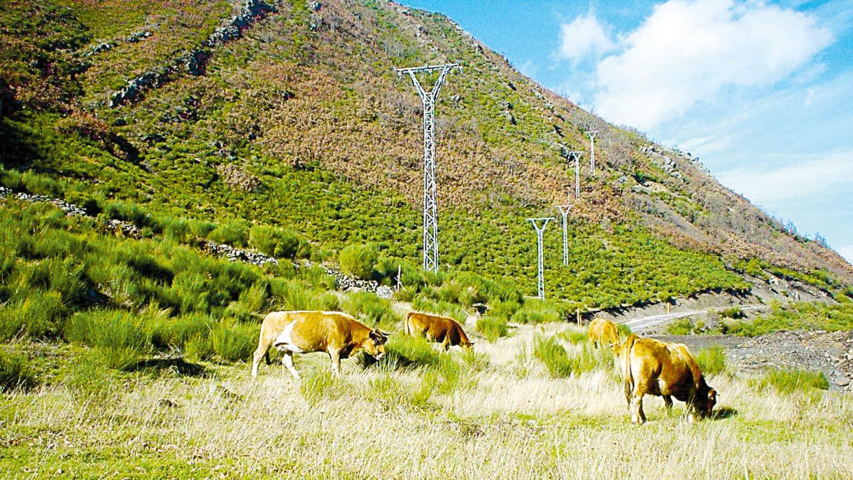 Varias vacas pastan en un paraje de Laciana