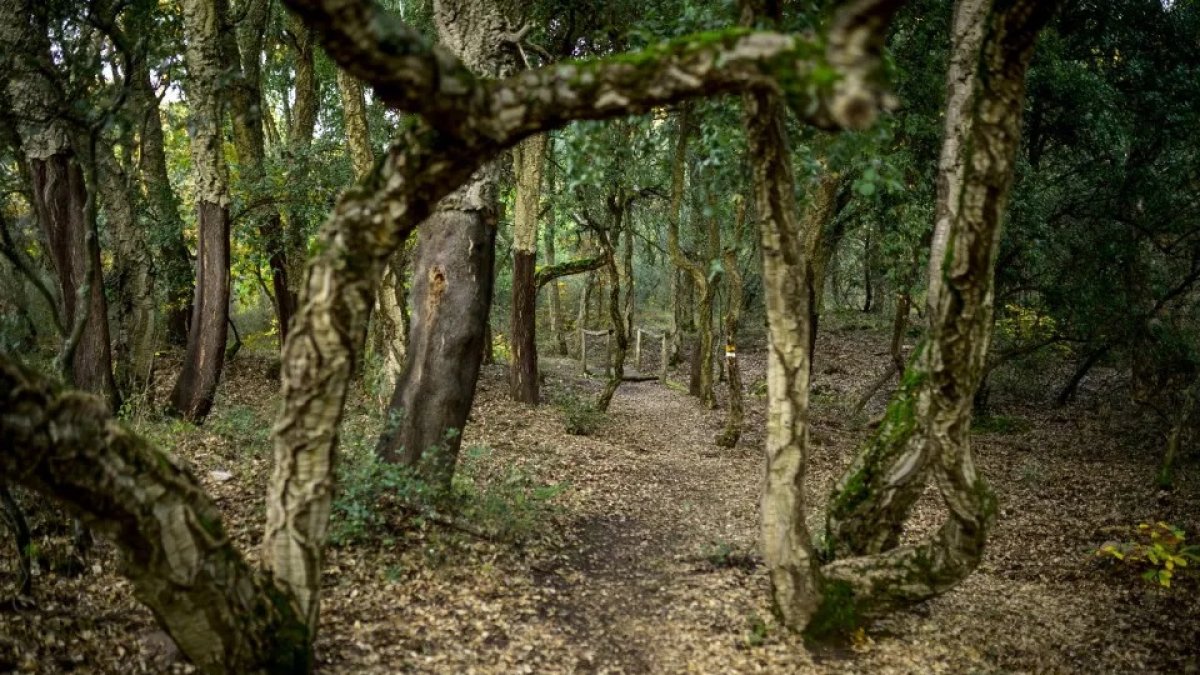 El bosque de alcornoques de Cobrana (Congosto)