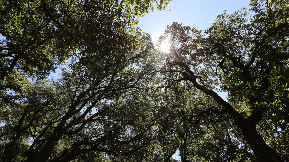 El alcornocal de Cobrana ocupa más de 280 hectáreas de terreno.