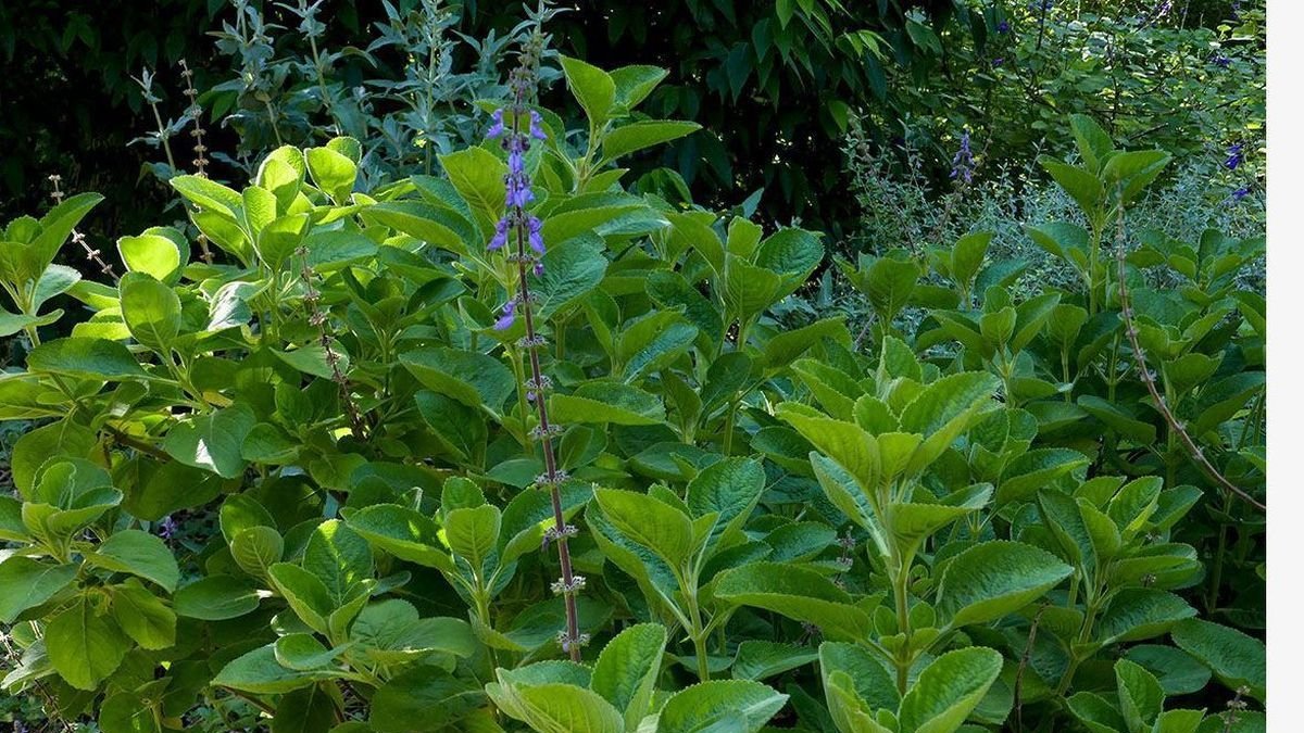 Así es el Plectranthus barbatus o bolbo brasileño. dl