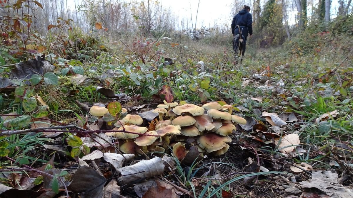 Setas en el Bierzo. c. sánchez