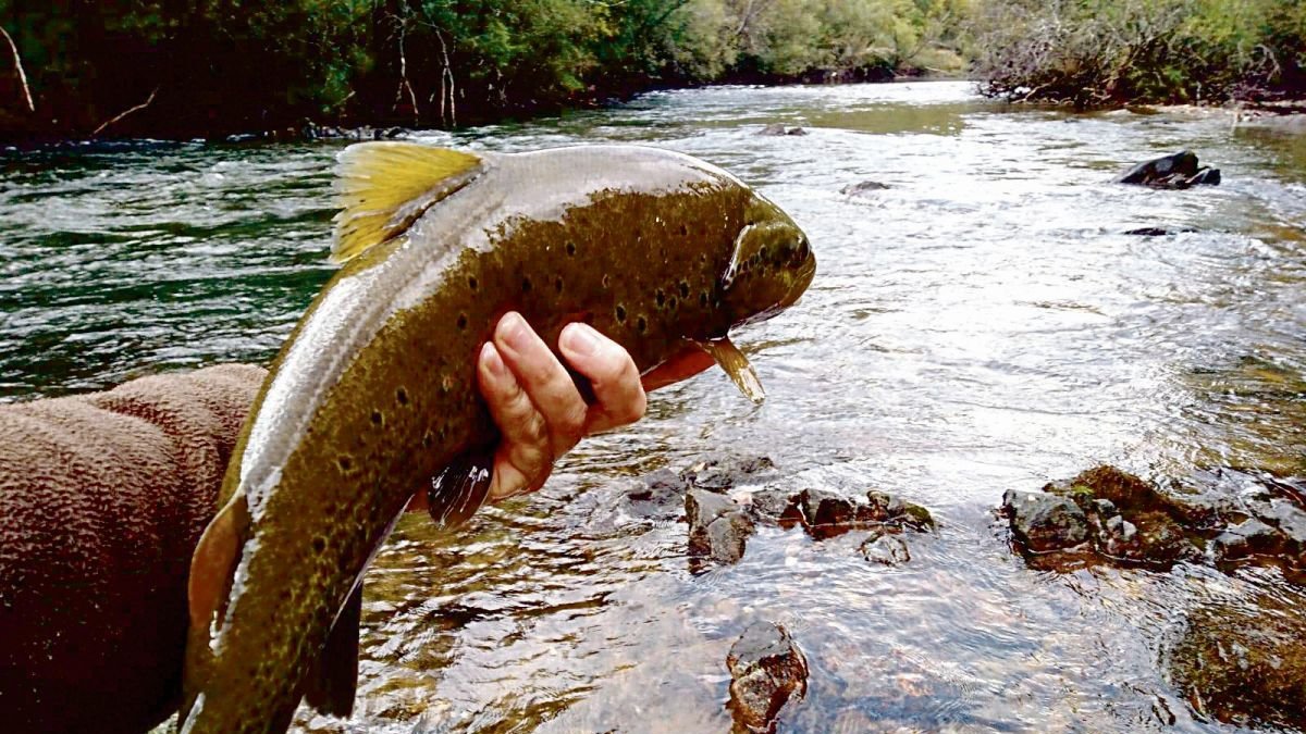 La trucha volverá a ser la protagonista de la temporada de pesca en los ríos de la Comunidad. DL