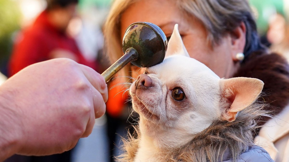 Bendición de animales por San Antón.