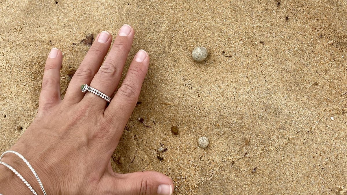 Las autoridades de Australia investigan la reaparición de bolas contaminantes en playas de Sídney. EFE/EPA/Northern Beaches Council / H