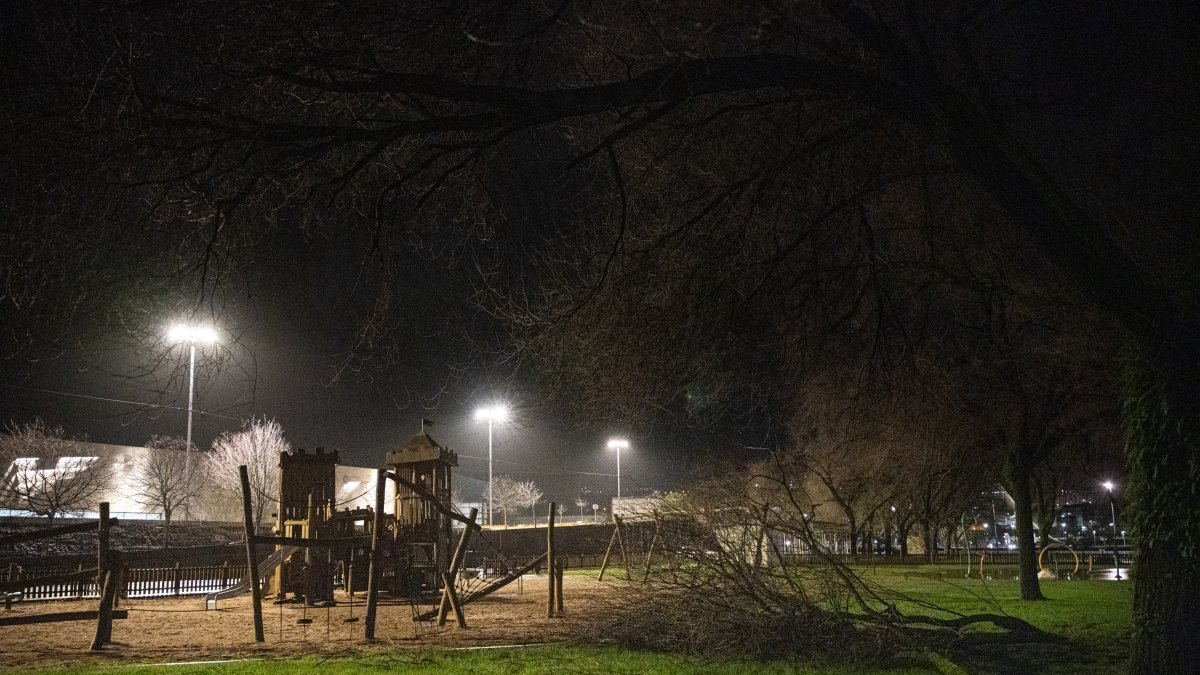 Un árbol caído, a 26 de enero de 2025, en Pontevedra, Galicia (España).