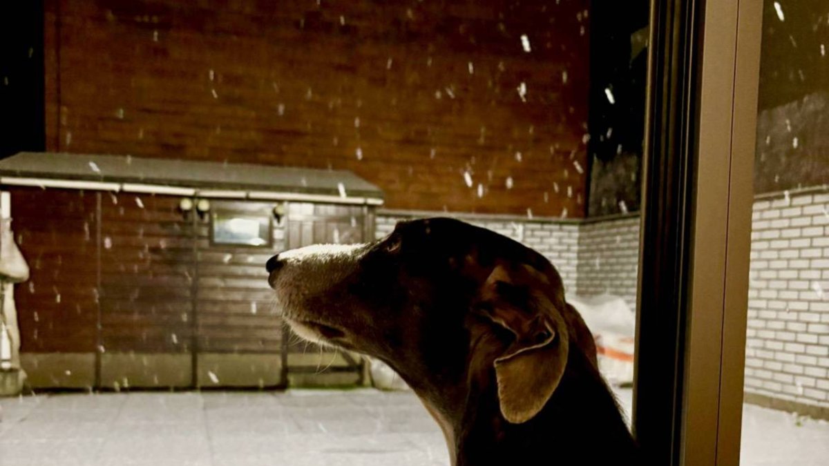 Bosco, un galgo, observa cómo cae la nieve el martes en León.