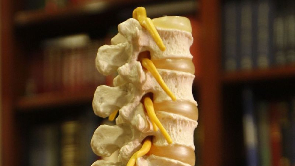 Detalle de la columna vertebral. DL