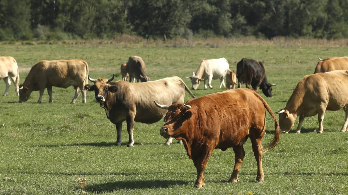 El ganado bovino supone uno de los pilares más importantes de la ganadería extensiva en la provincia.