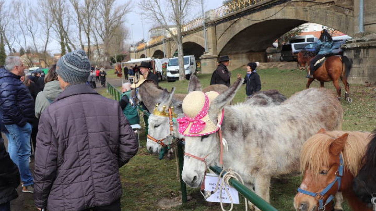 Feria de San Blas en Gradefes.