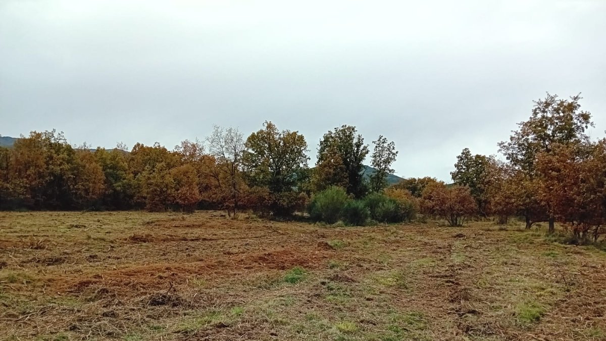 Desbroce en el bosque de Valdavido.