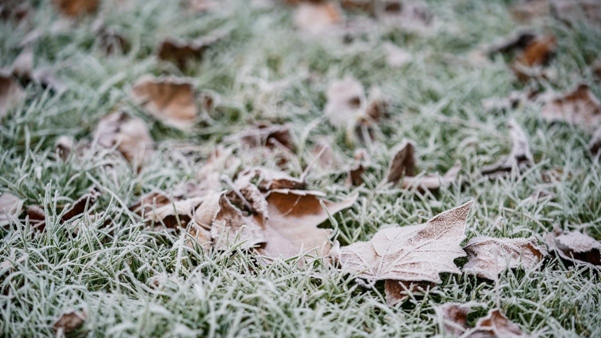 Archivo - Vegetación cubierta de nieve, a 9 de febrero de 2023.