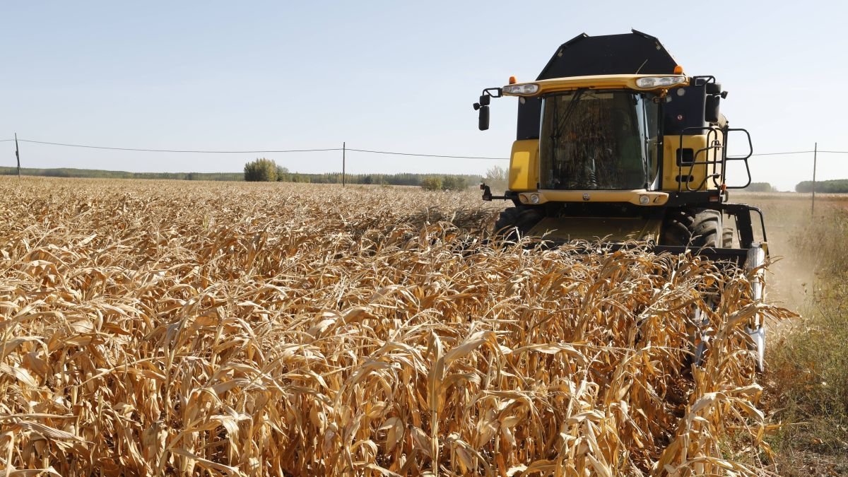 Finca de maíz en León.