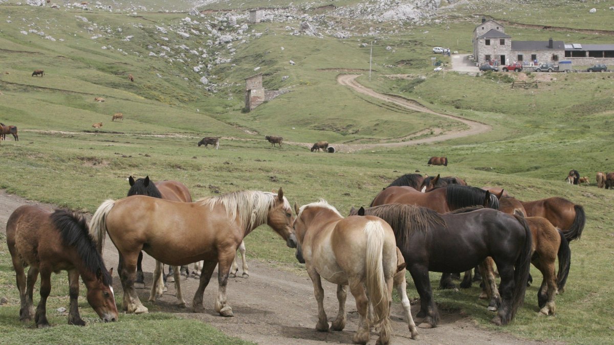Caballos pastando en Pinos, con la polémica Casa Mieres al fondo.