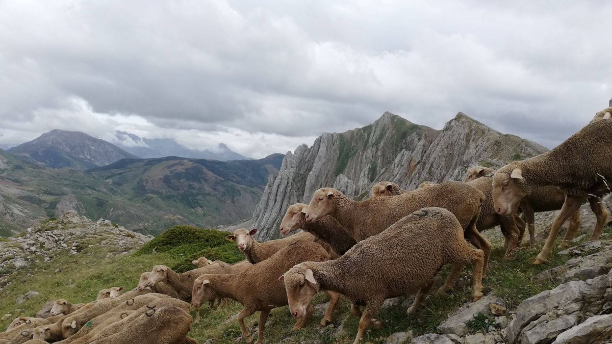 Un rebaño de ovejas en un monte de Babia.