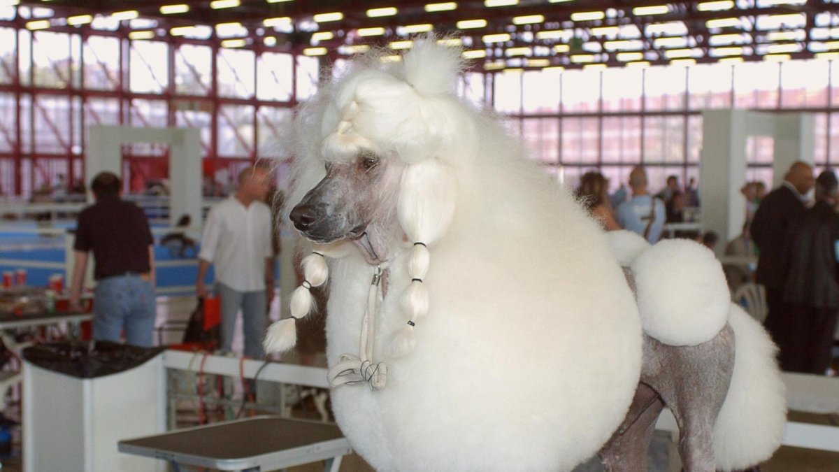 Imagen de archivo de un caniche gigante. EFE/Víctor Lerena