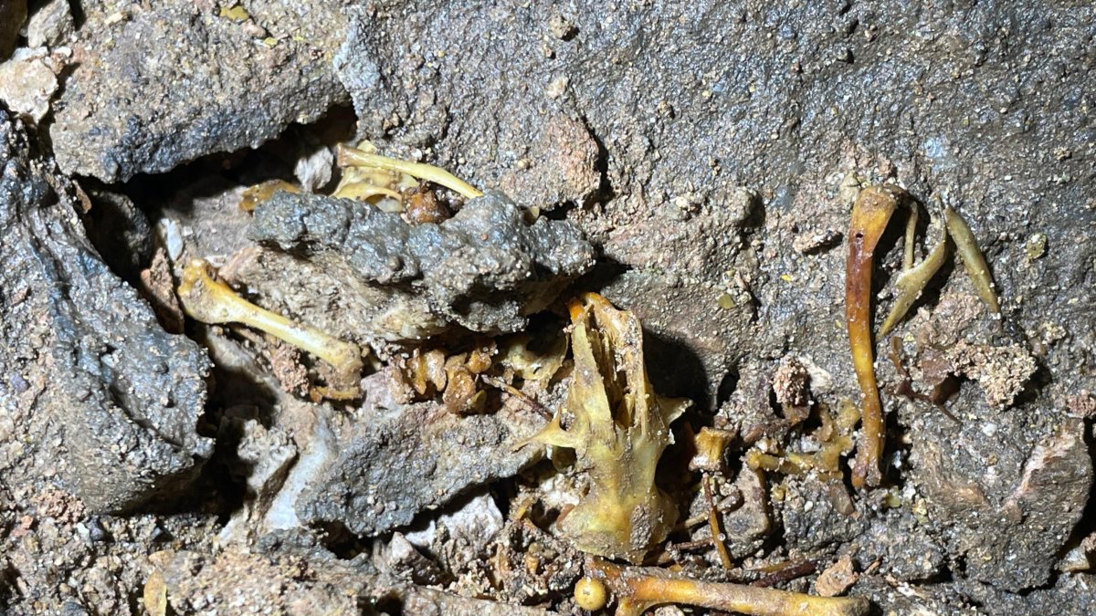 Restos de lirones y murciélagos en la nueva galería.