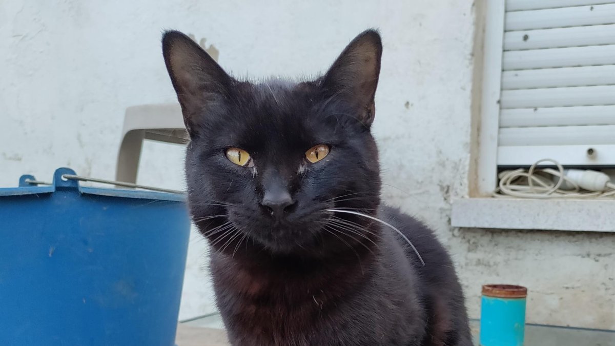 Pepo, el gato que quiere dejar de tener la maldición de haber nacido de color negro.