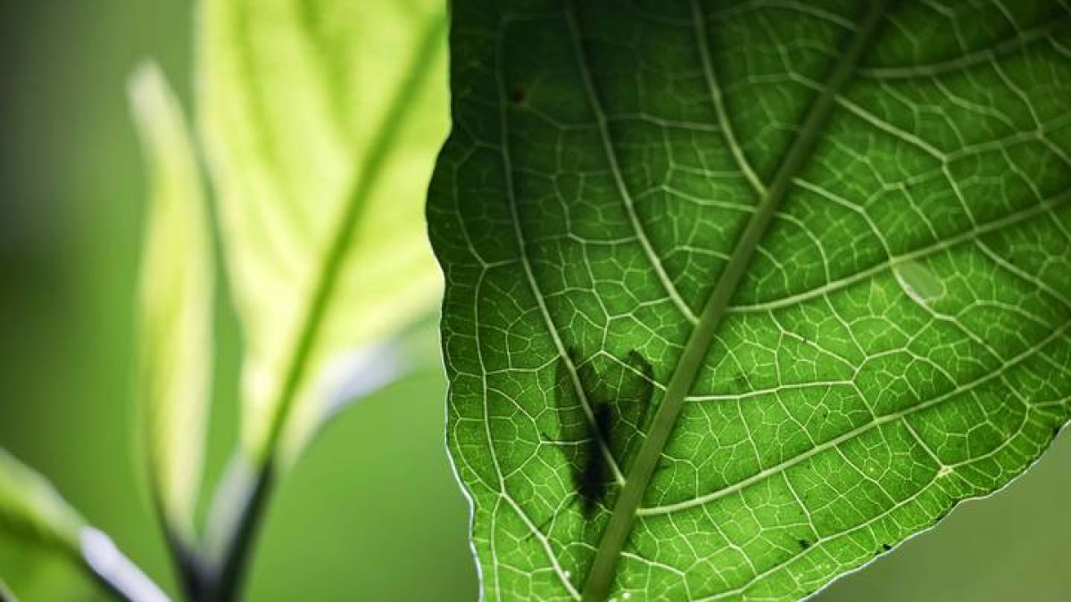 Fotografía de un insecto sobre una hoja en un bosque.