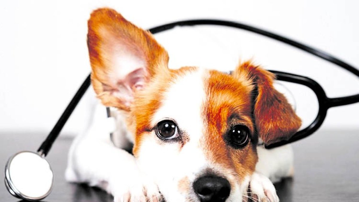 Los veterinarios continúan la lucha.