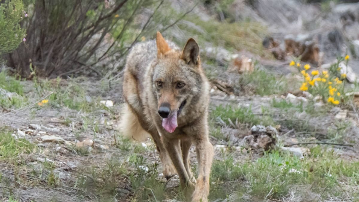 Un lobo ibérico en la Sierra de la Culebra.