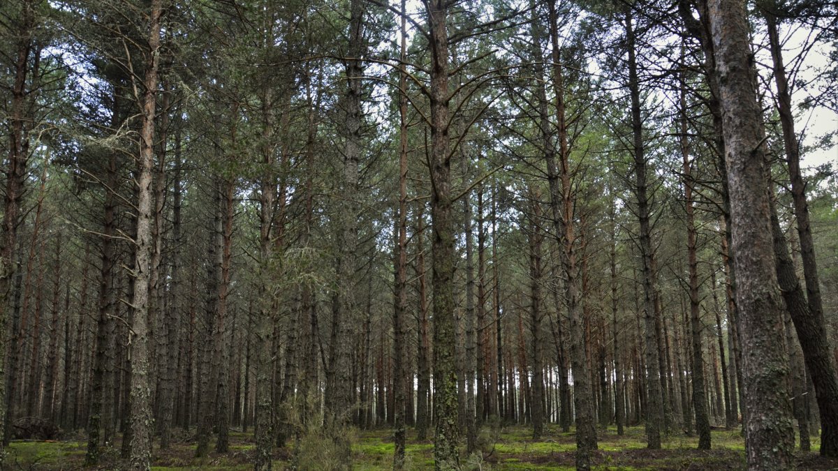 Pinar de Riocamba, uno de los lugares donde se pueden recolectar marzuelos.