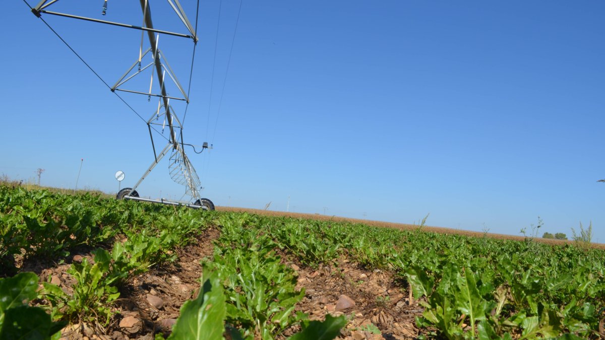 Campos de Remolacha en Pobladura de Pelayo García