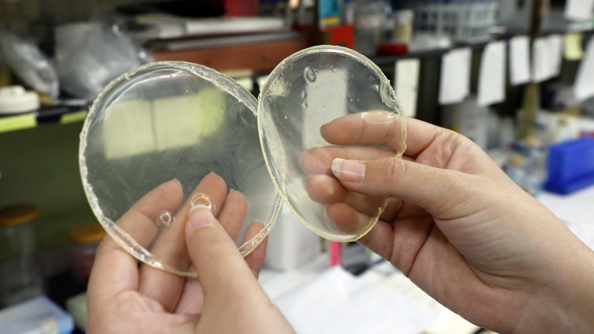 Modelos de bioplásticos que desarrollan en la Universidad de León.
