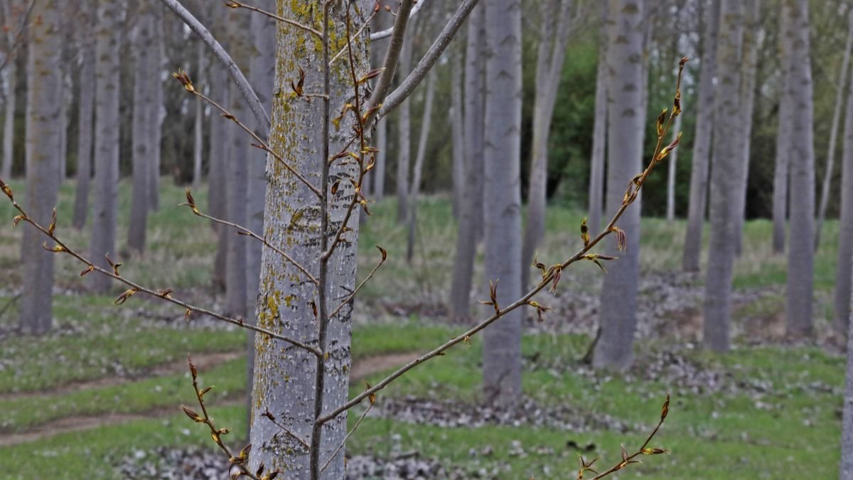 Una chopera en León.