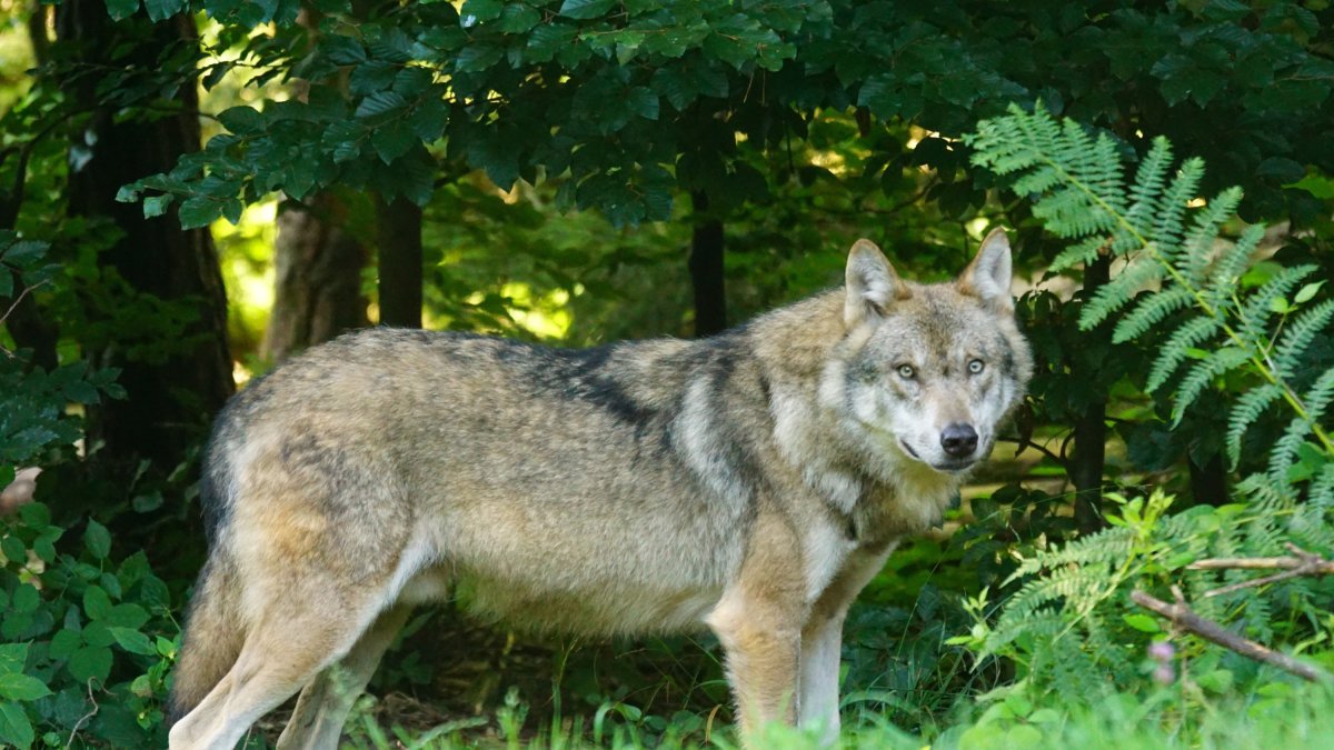 Un lobo ibérico, en una imagen de archivo