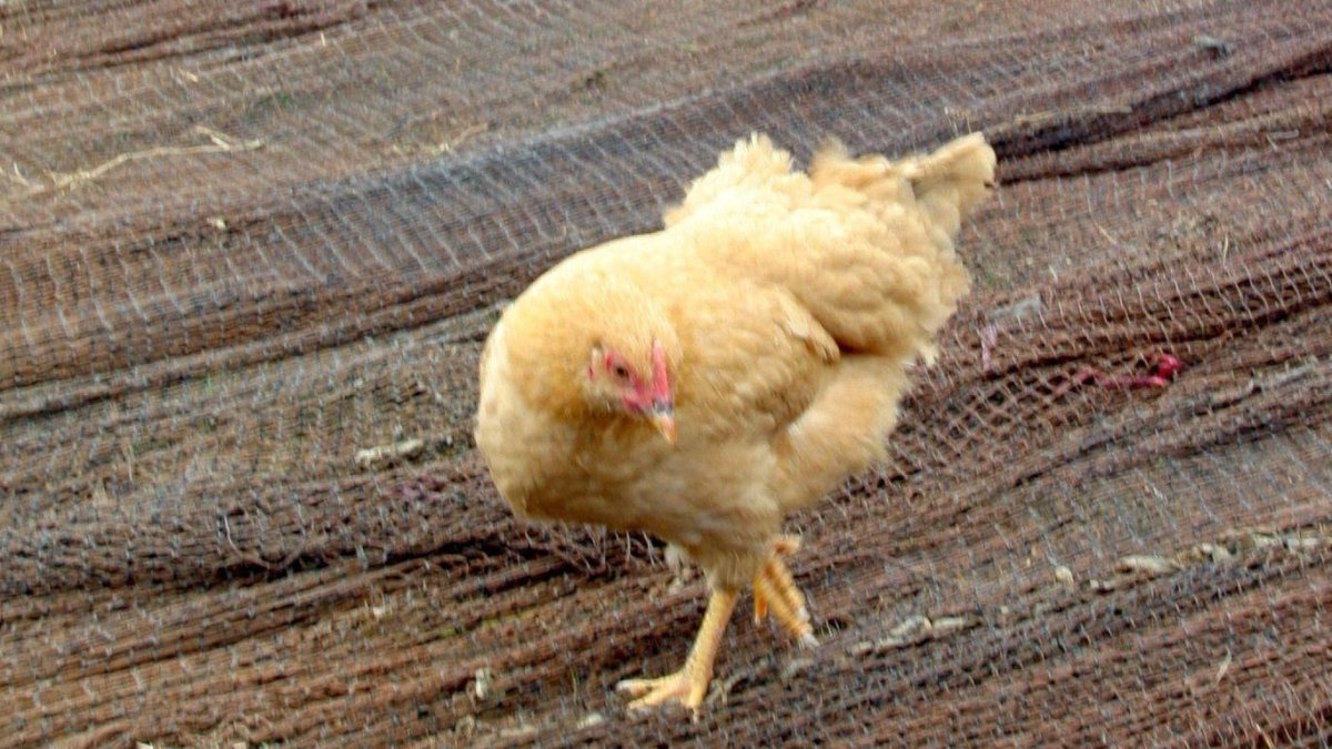 Imagen de archivo de una gallina.